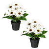 KUNSTPFLANZE Gerbera 27 cm  - Creme/Schwarz, Design, Kunststoff (27cm) - P & B