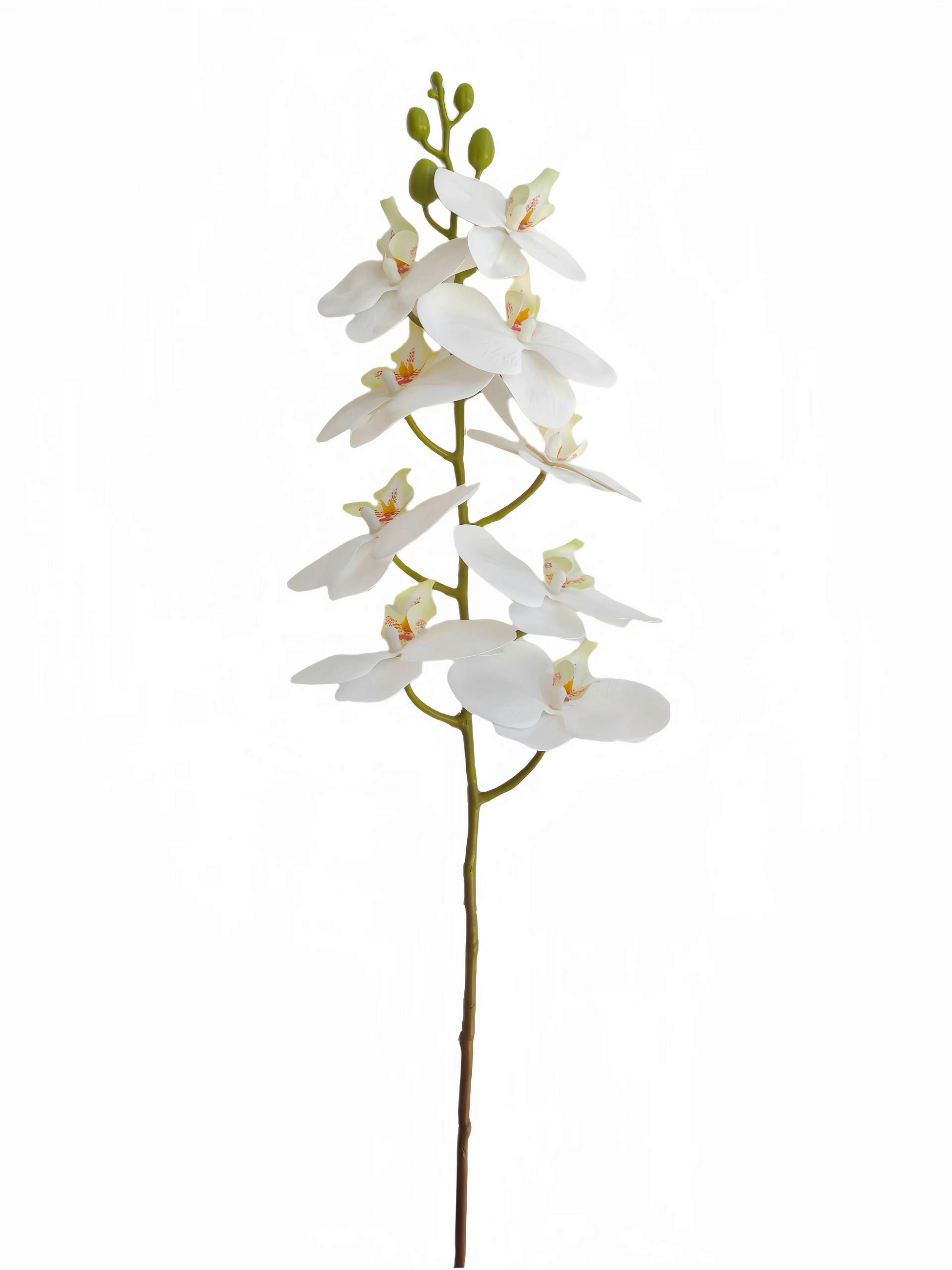 ORCHIDEE  - Creme/Weiß, Basics, Kunststoff (98cm)