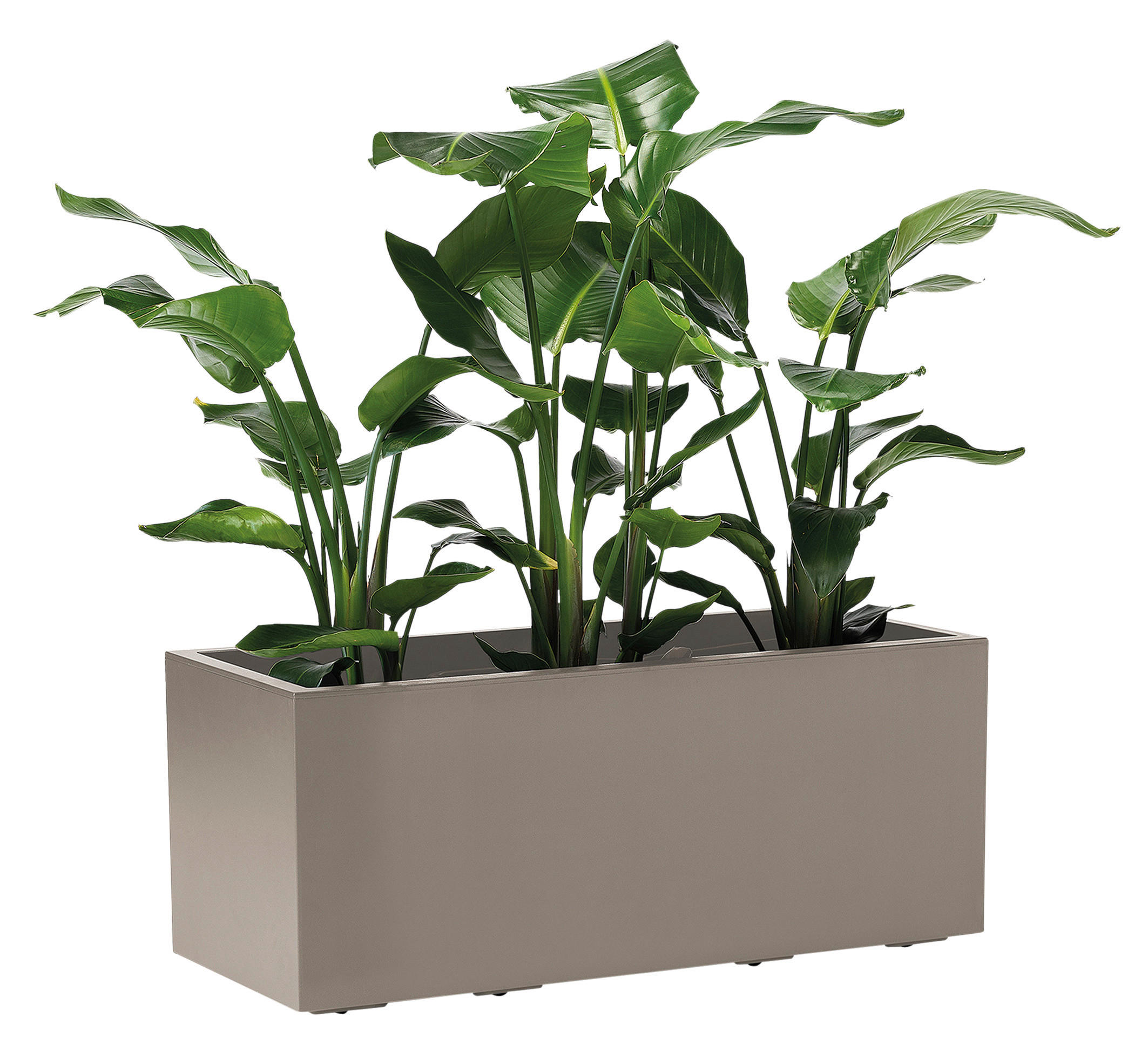 BLUMENKASTEN  - Taupe, Basics, Kunststoff (99,5/39,5/39,5cm)