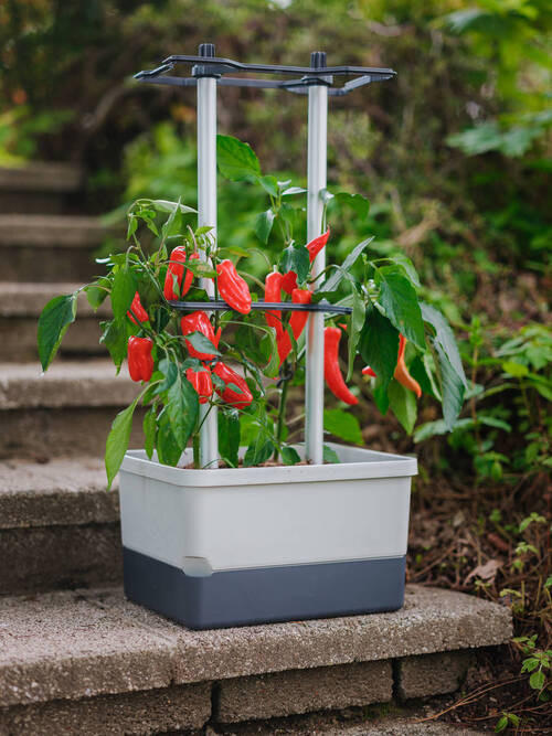PFLANZENTOPF  CHARLY CHILI  - Hellgrau/Grau, Basics, Kunststoff (34,5/69/27,5cm) - Gusta Garden