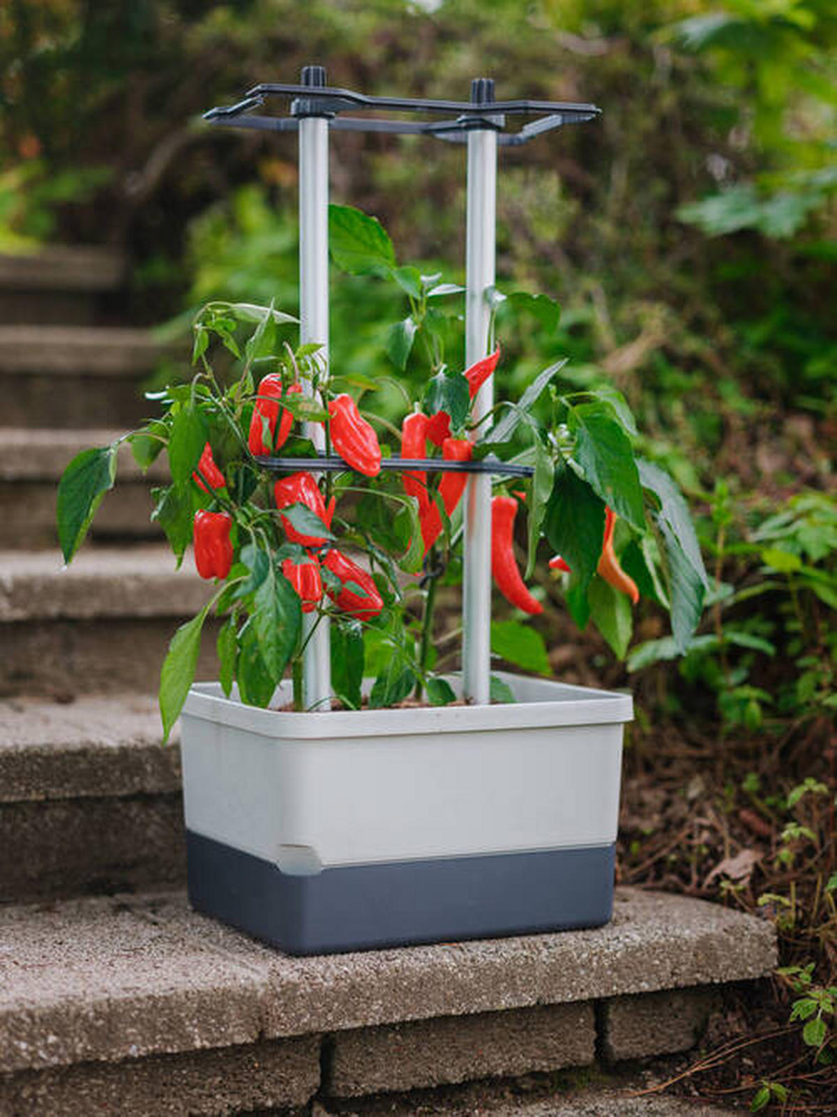 PFLANZENTOPF  CHARLY CHILI  - Hellgrau/Grau, Basics, Kunststoff (34,5/69/27,5cm) - Gusta Garden