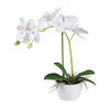 KUNSTPFLANZE Orchidee 33 cm  - Weiß/Grün, Design, Kunststoff (33cm) - P & B