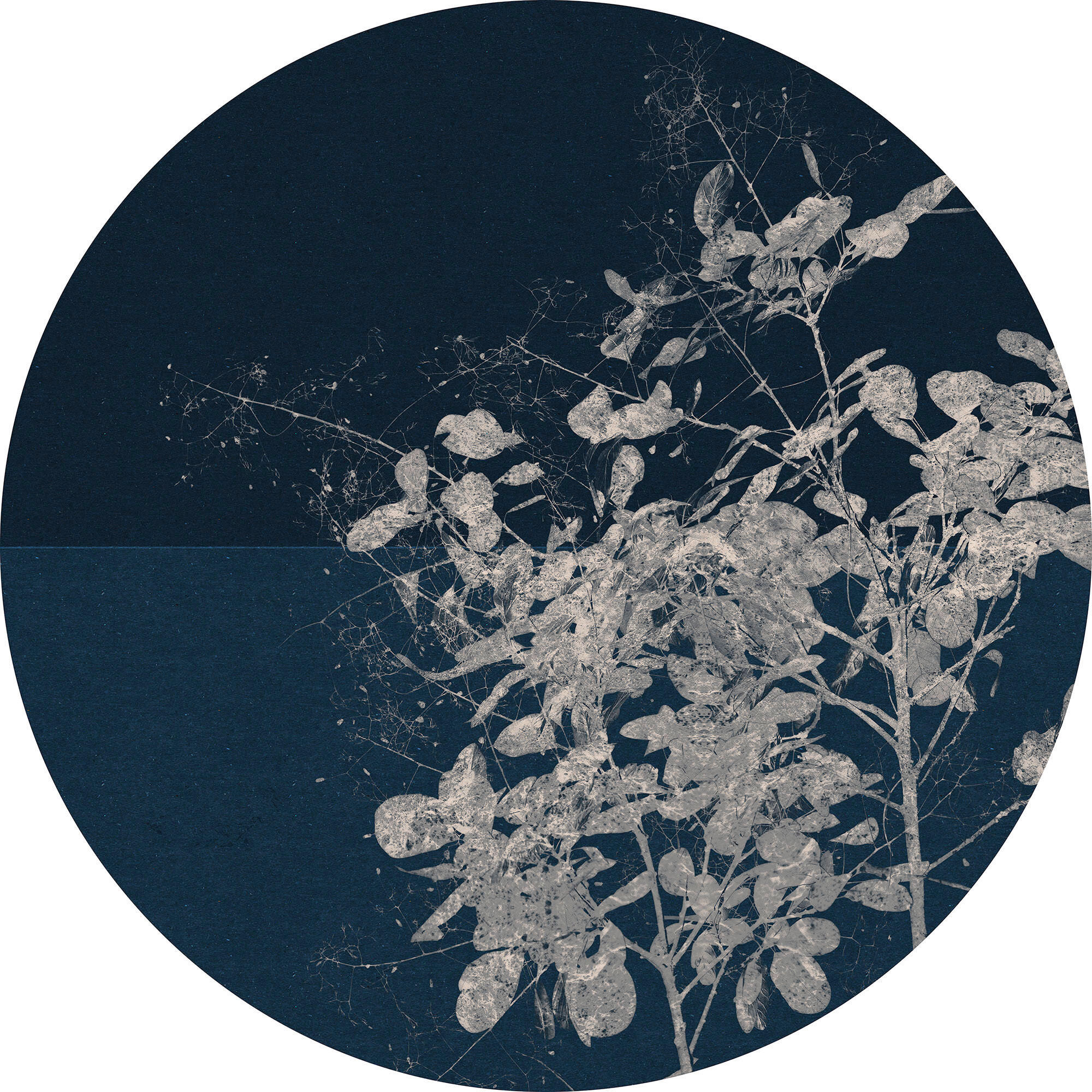 Fototapete D1-033 Branch