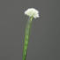 KUNSTBLUME - Creme/Grün, Basics, Kunststoff (83 cmcm) KUNSTBLUME - Creme/Grün, Basics, Kunststoff (83 cmcm)