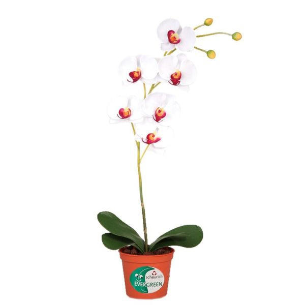 ORCHIDEE - Weiß/Grün, Basics, Kunststoff (60cm)