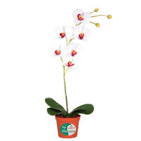 ORCHIDEA orchidea 60 cm - biela/zelená, Basics, plast (60cm)