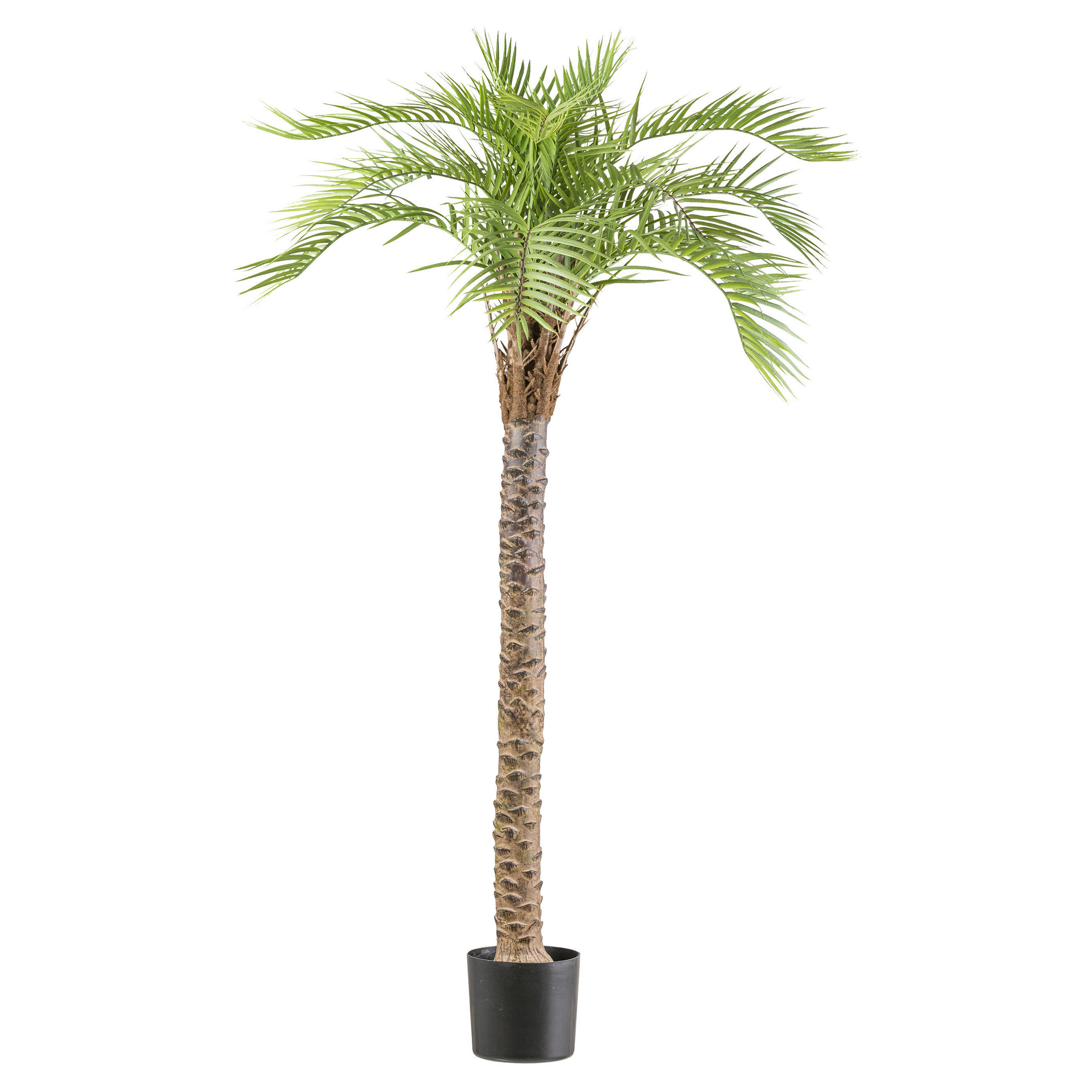 KUNSTPFLANZE Palme 175 cm  - Schwarz/Braun, Design, Kunststoff (175cm)