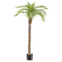 KUNSTPFLANZE Palme 175 cm  - Schwarz/Braun, Design, Kunststoff (175cm)
