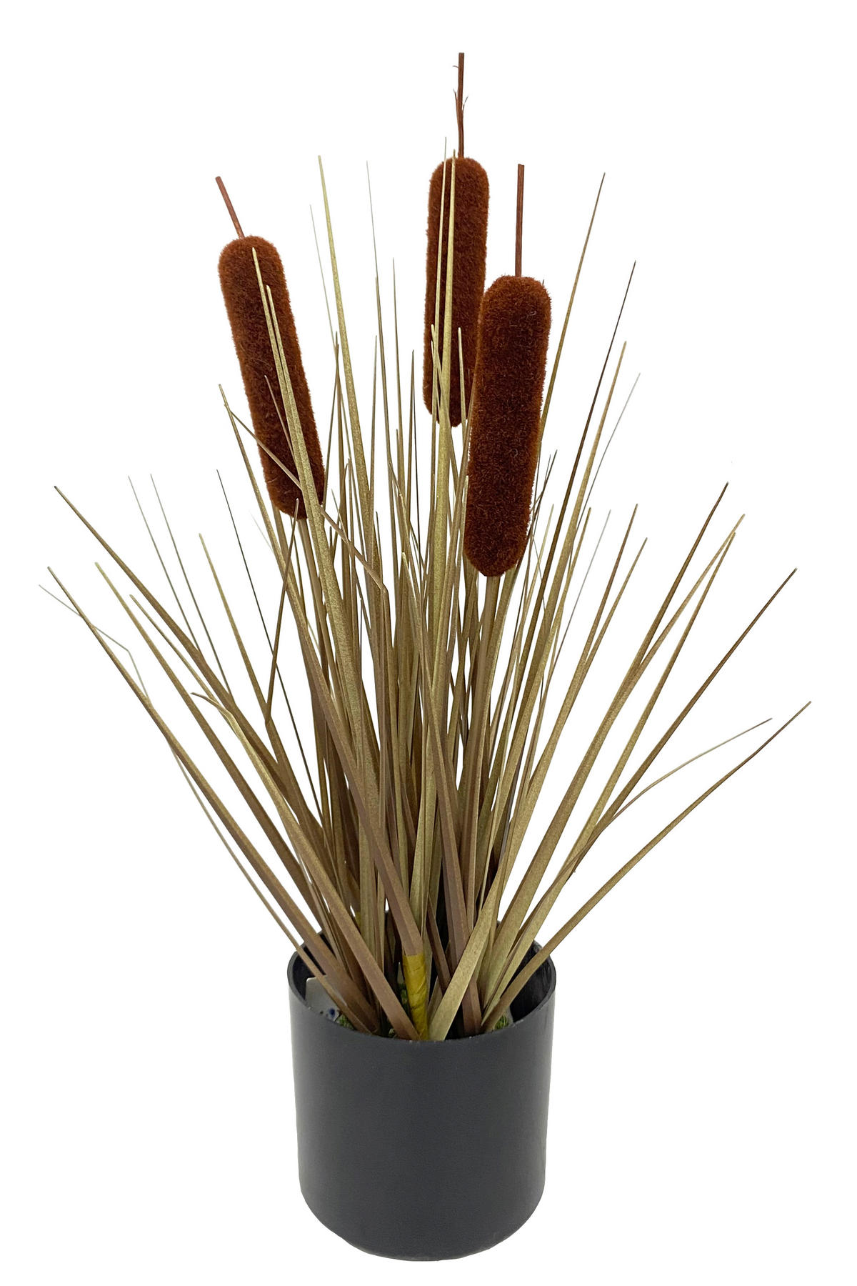 Papură - Basics (40cm) - Ambia Home