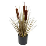 SCHILFKOLBEN - Basics (40cm) - Ambia Home