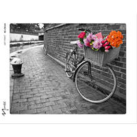 KUNSTDRUCK Städte, Fahrzeuge, Blumen 50/40 cm  - Pink/Orange, Basics, Papier (50/40cm) - Monee