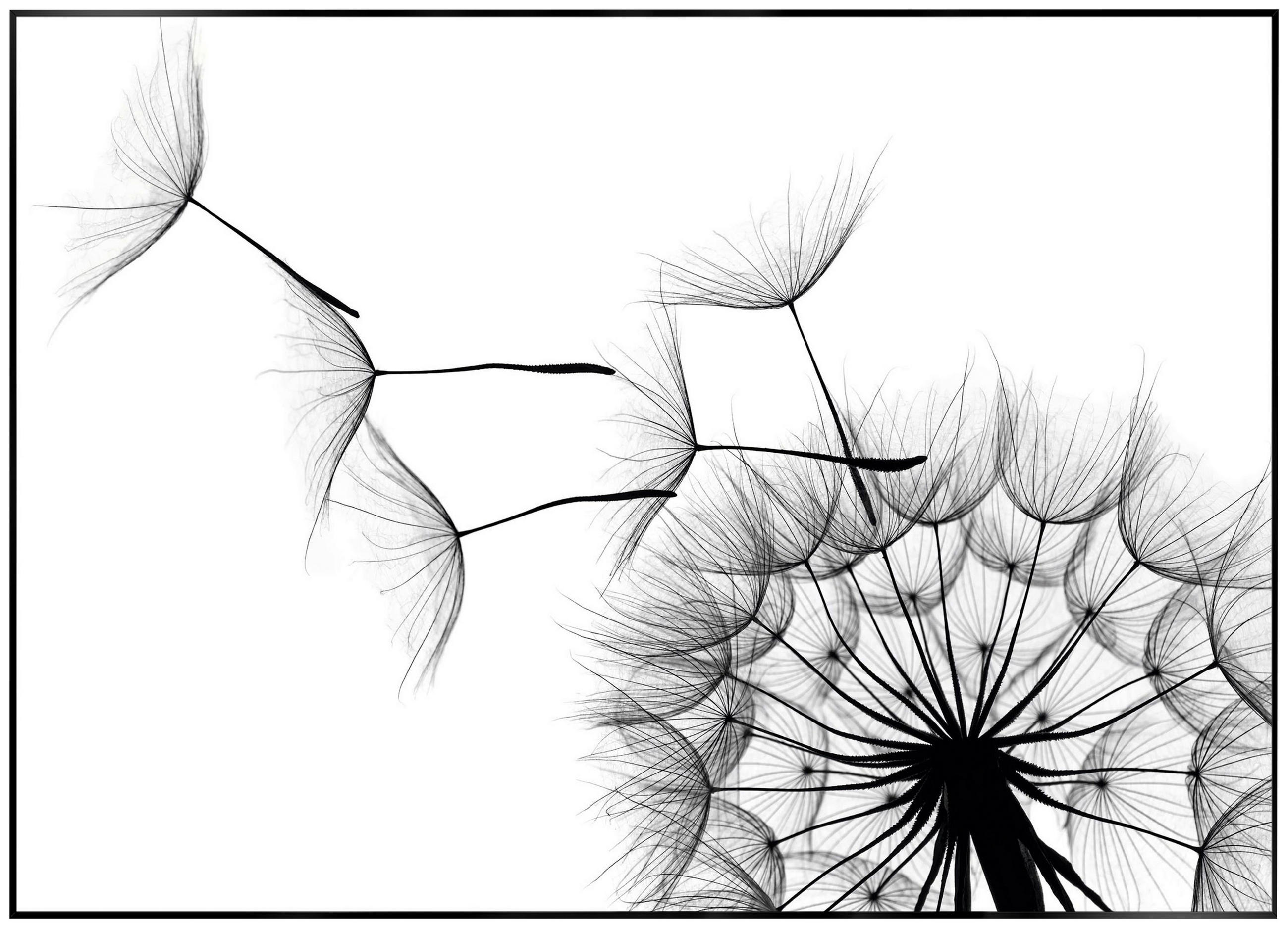 BILD Blumen  - Schwarz/Weiß, KONVENTIONELL, Holzwerkstoff (70/50/2cm) - Reinders!