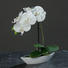KUNSTPFLANZE Orchidee - Creme/Grün, Basics, Kunststoff/Textil (28cm)