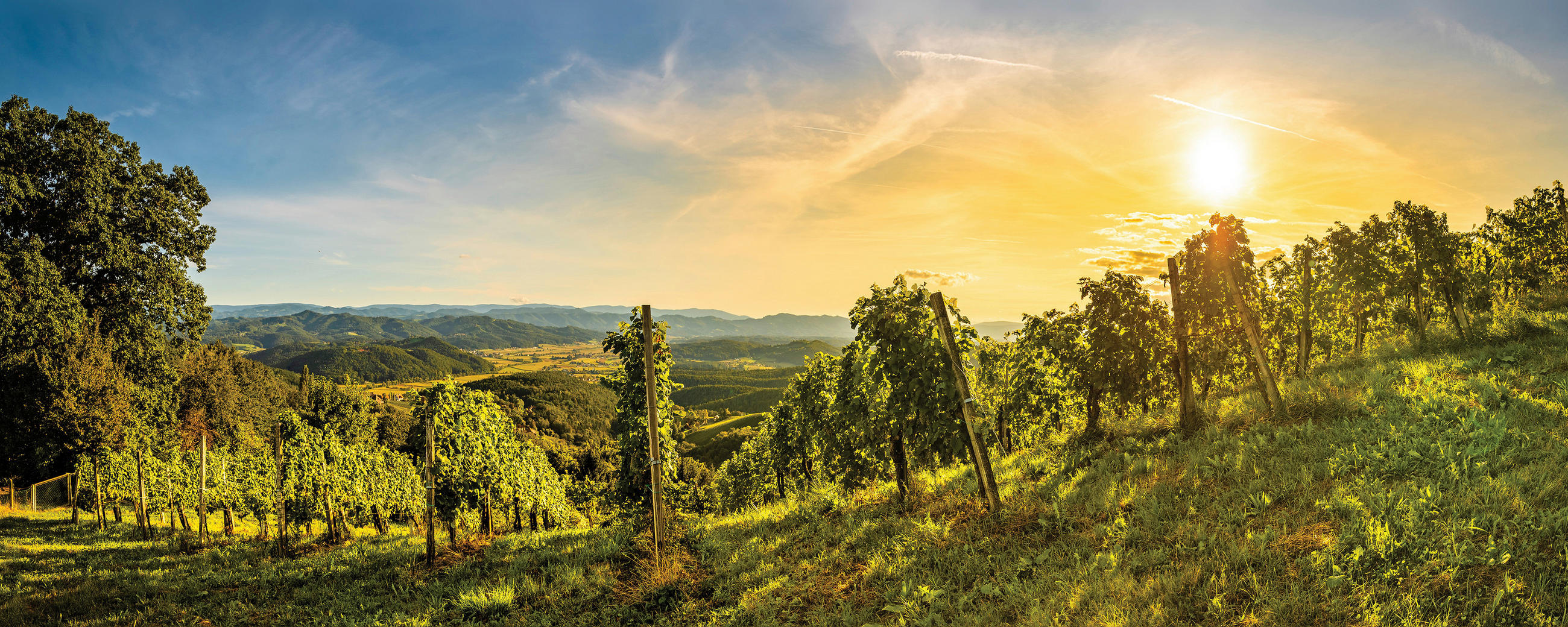 GLASBILD Landschaft & Natur 50/125 cm  - Multicolor, Natur, Glas (50/125cm) - Euroart