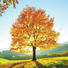 GLASBILD - Multicolor, Natur, Glas (30/30/1,40cm) GLASBILD - Multicolor, Natur, Glas (30/30/1,40cm)