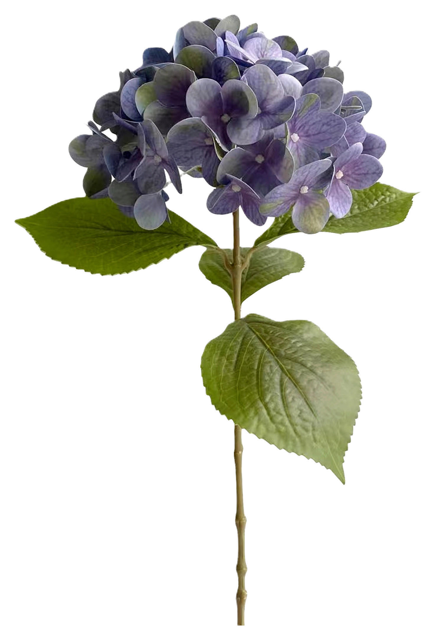 HORTENSIE Hortensie  - Blau/Grün, Basics (60cm)