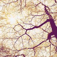 VLIESTAPETE  - Lila/Braun, Basics (250/250cm) - Xora