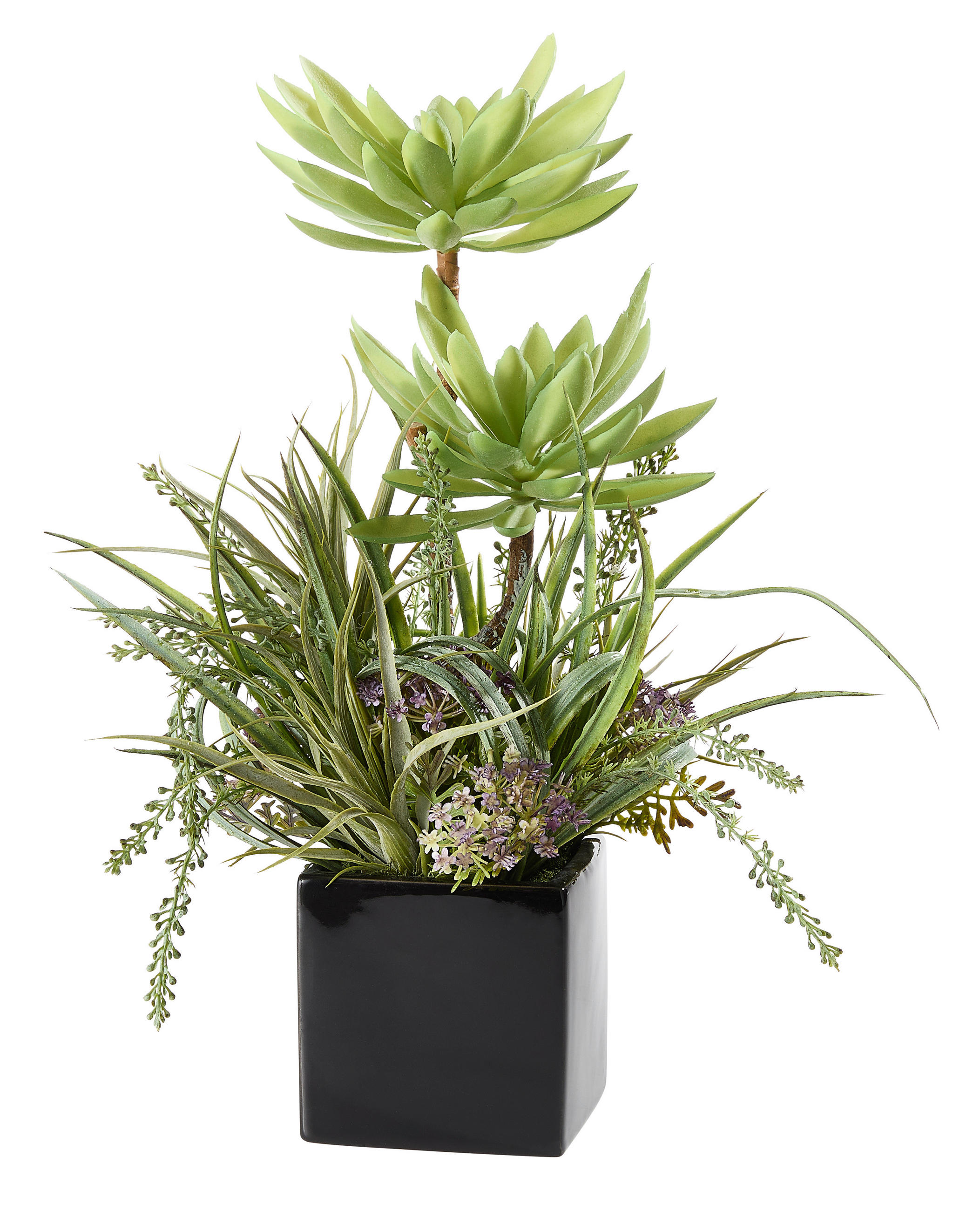 SUKKULENTE  - Grün, Basics (20/38cm)