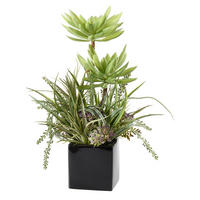 SUKKULENTE  - Grün, Basics (20/38cm)