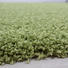 HOCHFLORTEPPICH - Grün, Basics, Textil (120/170cm) - Novel HOCHFLORTEPPICH - Grün, Basics, Textil (120/170cm) - Novel