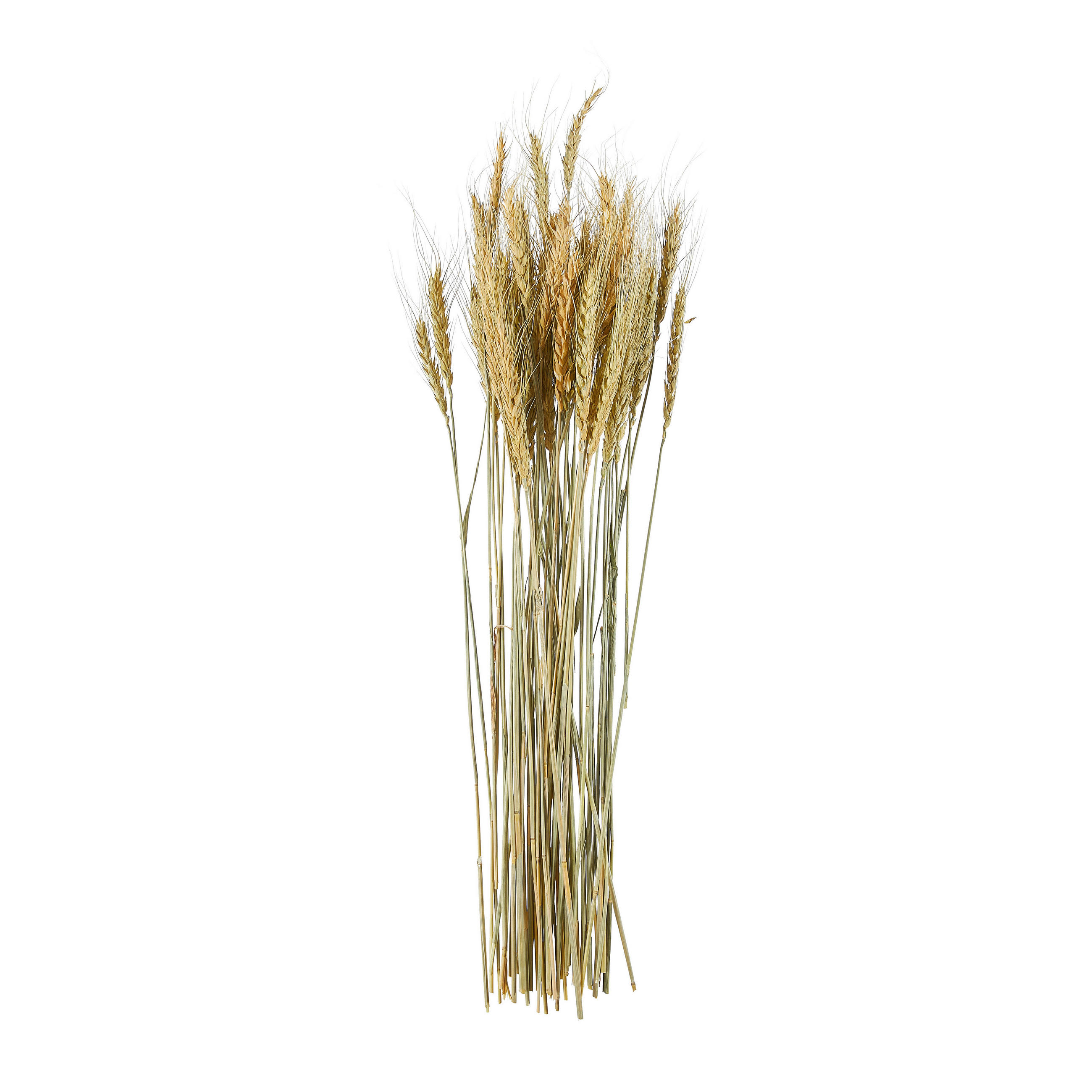 TROCKENBLUME - Naturfarben, Basics (55cm)