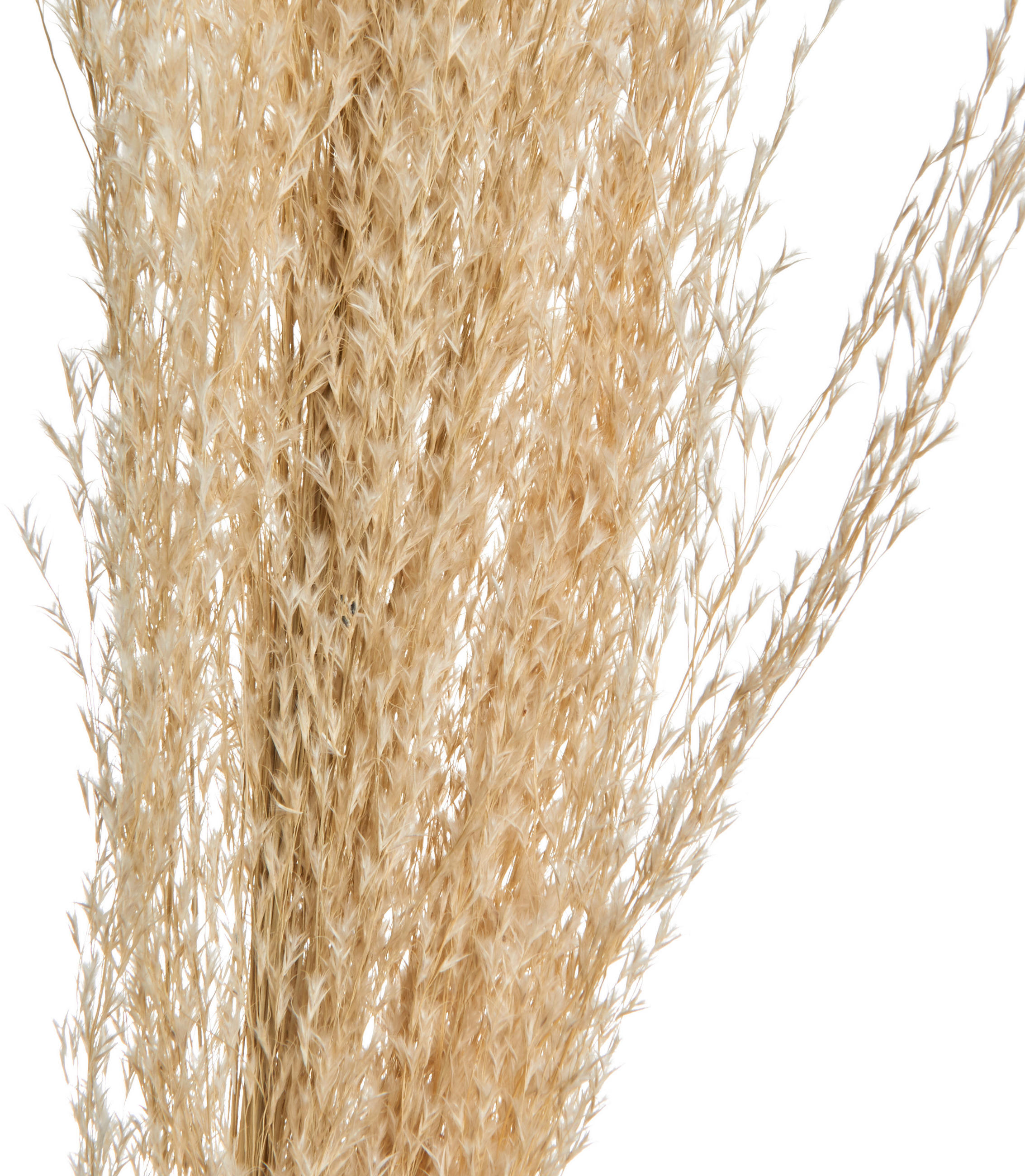 DEKOZWEIG - Creme, Basics, Naturmaterialien (120cm)