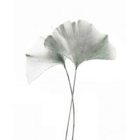 POSTER 40/50 cm  - Multicolor, Natur, Papier (40/50cm) - Reinders!