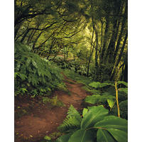 NON WOVEN-TAPET 200/250 cm  - Natur (200/250cm)