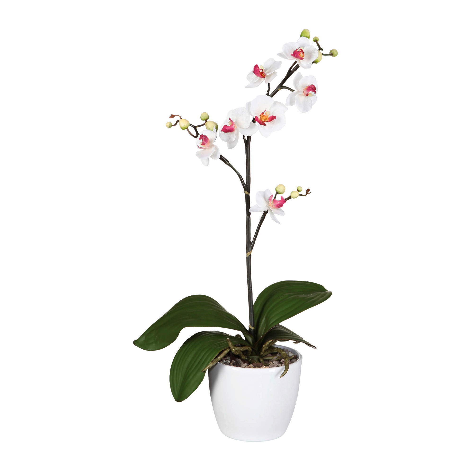 KUNSTPFLANZE Orchidee 55 cm  - Rosa/Weiß, Design, Keramik/Kunststoff (55cm) - P & B