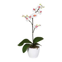 KUNSTPFLANZE Orchidee 55 cm  - Rosa/Weiß, Design, Keramik/Kunststoff (55cm) - P & B