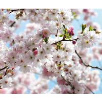 NON WOVEN-TAPET 300/250 cm  - multicolor, Basics (300/250cm) - Komar