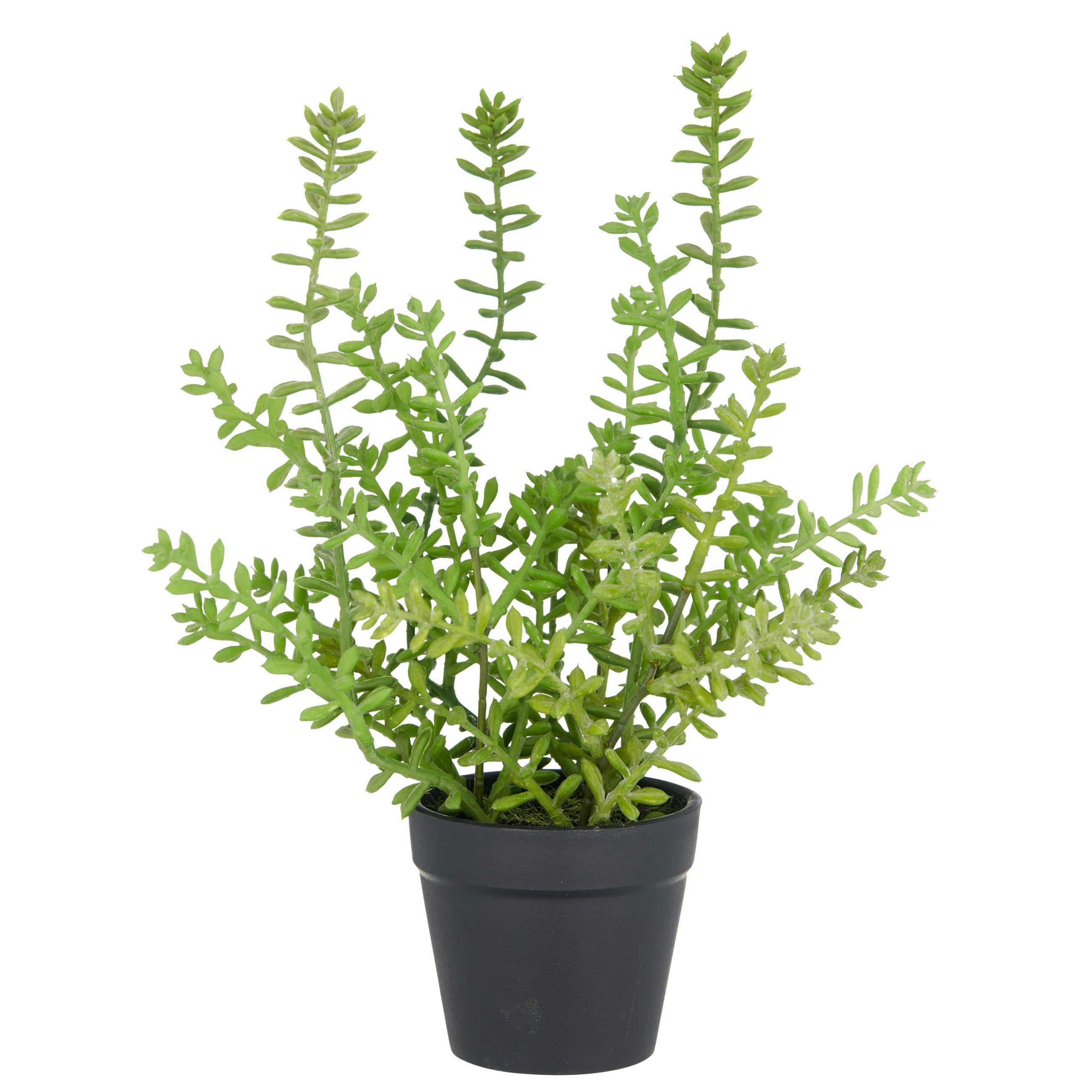 XXXLutz Kunstpflanze Sedum Acre Grün 32 cm