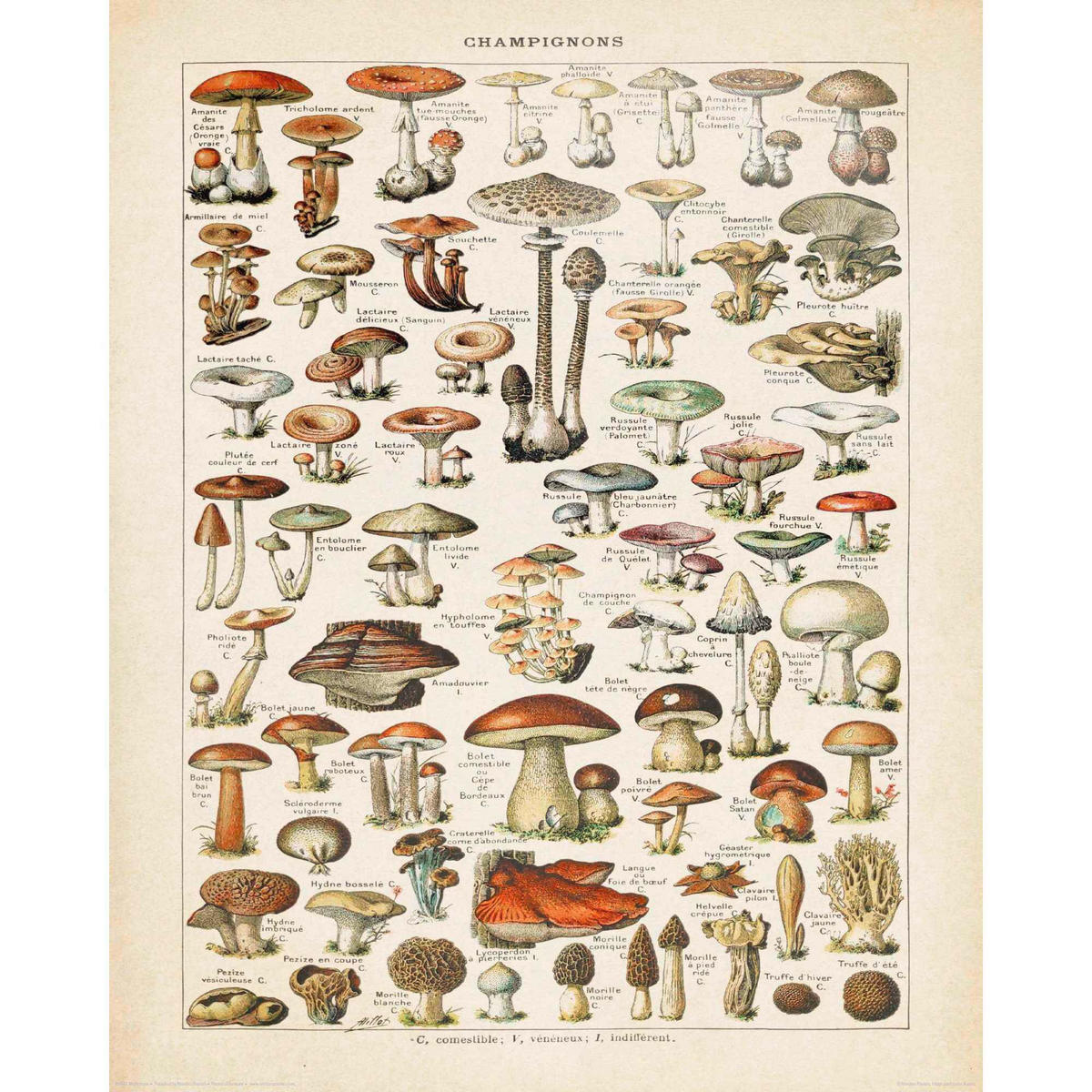 POSTER 40/50 cm  - Multicolor, LIFESTYLE, Papier (40/50cm) - Reinders!