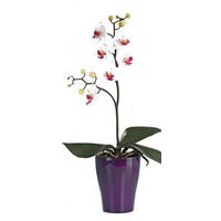 ORCHIDEE - Weiß/Grün, Basics, Kunststoff (40cm)