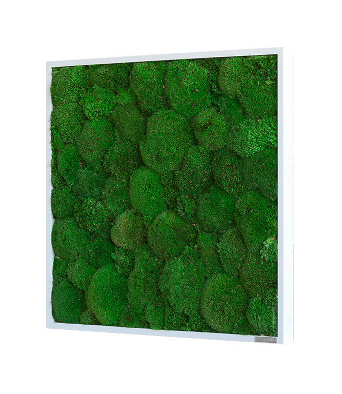 MOOSBILD Stylegreen  - Weiß/Grün, Basics, Naturmaterialien/Holz (55/55/7cm)