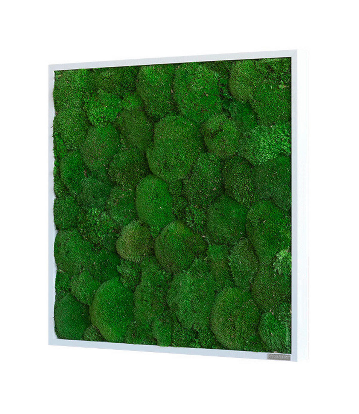 MOOSBILD Stylegreen  - Weiß/Grün, Basics, Naturmaterialien/Holz (55/55/7cm)