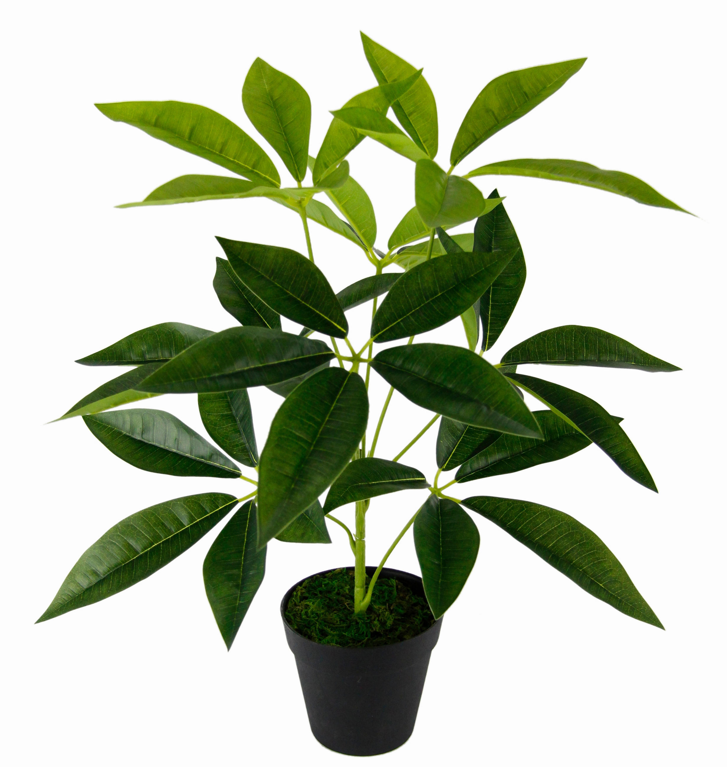 SCHEFFLERA  - Grün, Basics, Textil (50cm)