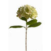 HORTENSIE  - Weiß/Grün, Natur (60cm)