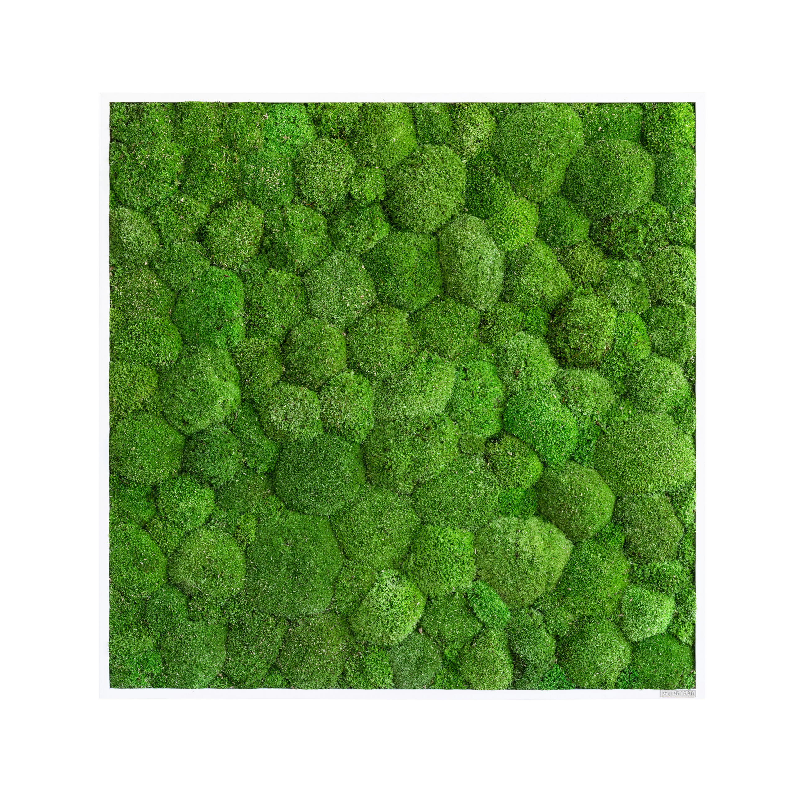 MOOSBILD  - Weiss/Grün, Basics, Naturmaterialien/Holz (80/80/7cm)