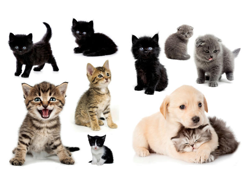 DEKOSTICKER Katzen + Hund  - Multicolor, KONVENTIONELL, Kunststoff (25/35/0,10cm) - Euroart