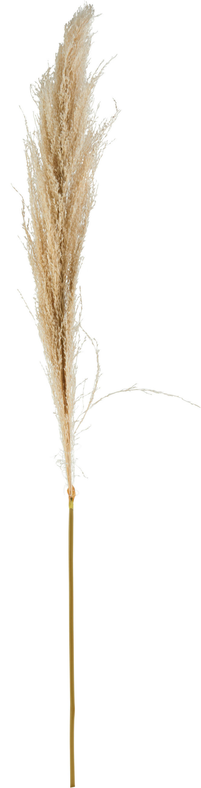 DEKOZWEIG - Creme, Basics, Naturmaterialien (120cm)