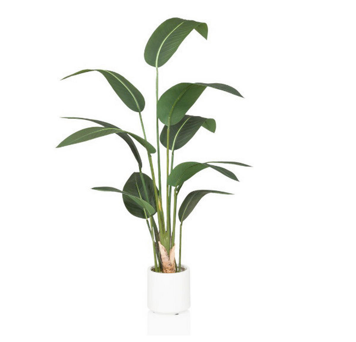 UMĚLÁ ROSTLINA strelície  - bílá/zelená, Moderní, plast (22/150/31cm) - MID.YOU
