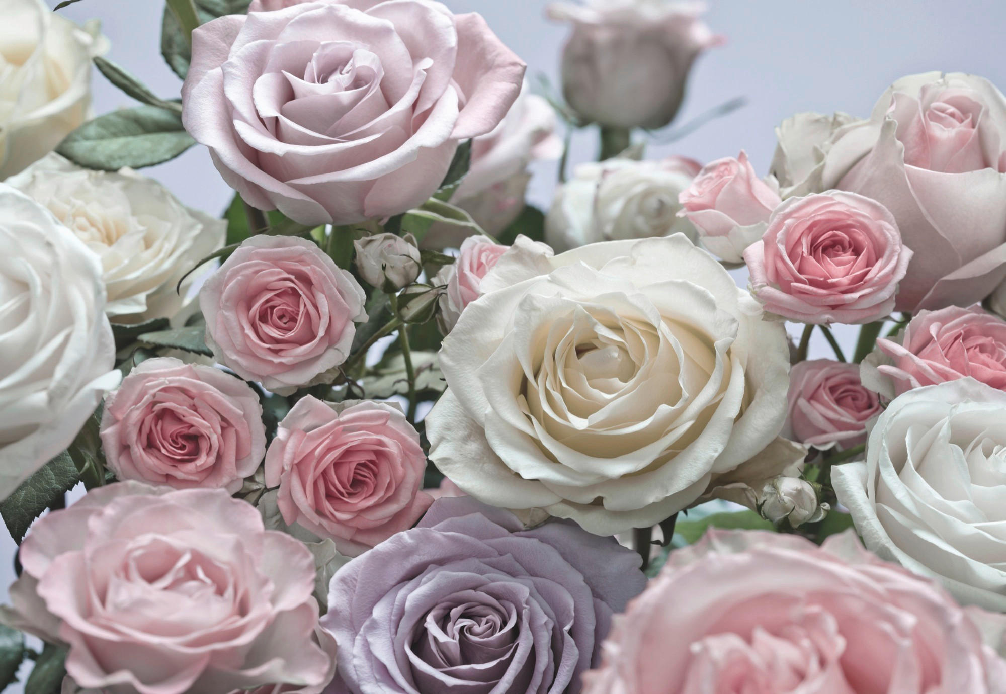 Komar Fototapete Floraison Creme, Rosa 368x254 cm
