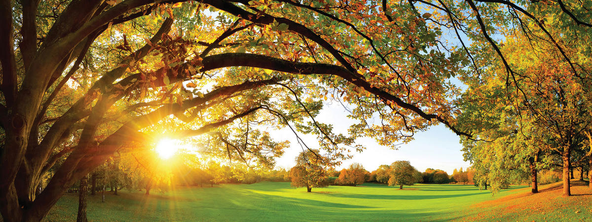 OBRAZ NA SKLE, krajina a příroda, 30/80 cm  - vícebarevná, Natur, sklo (30/80cm)
