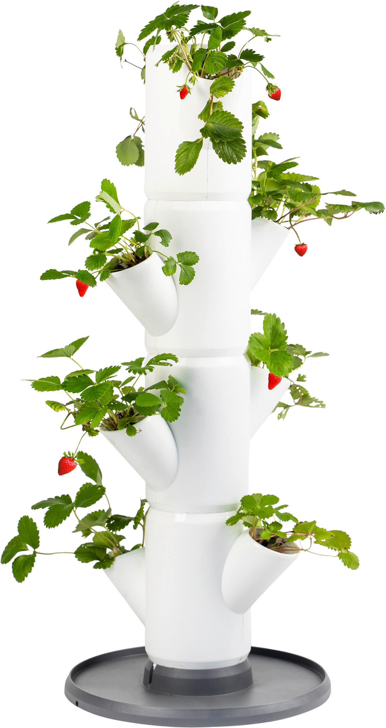 PFLANZENTOPF  SISSI STRAWBERRY  - Weiß, Basics, Kunststoff (32/77cm) - Gusta Garden