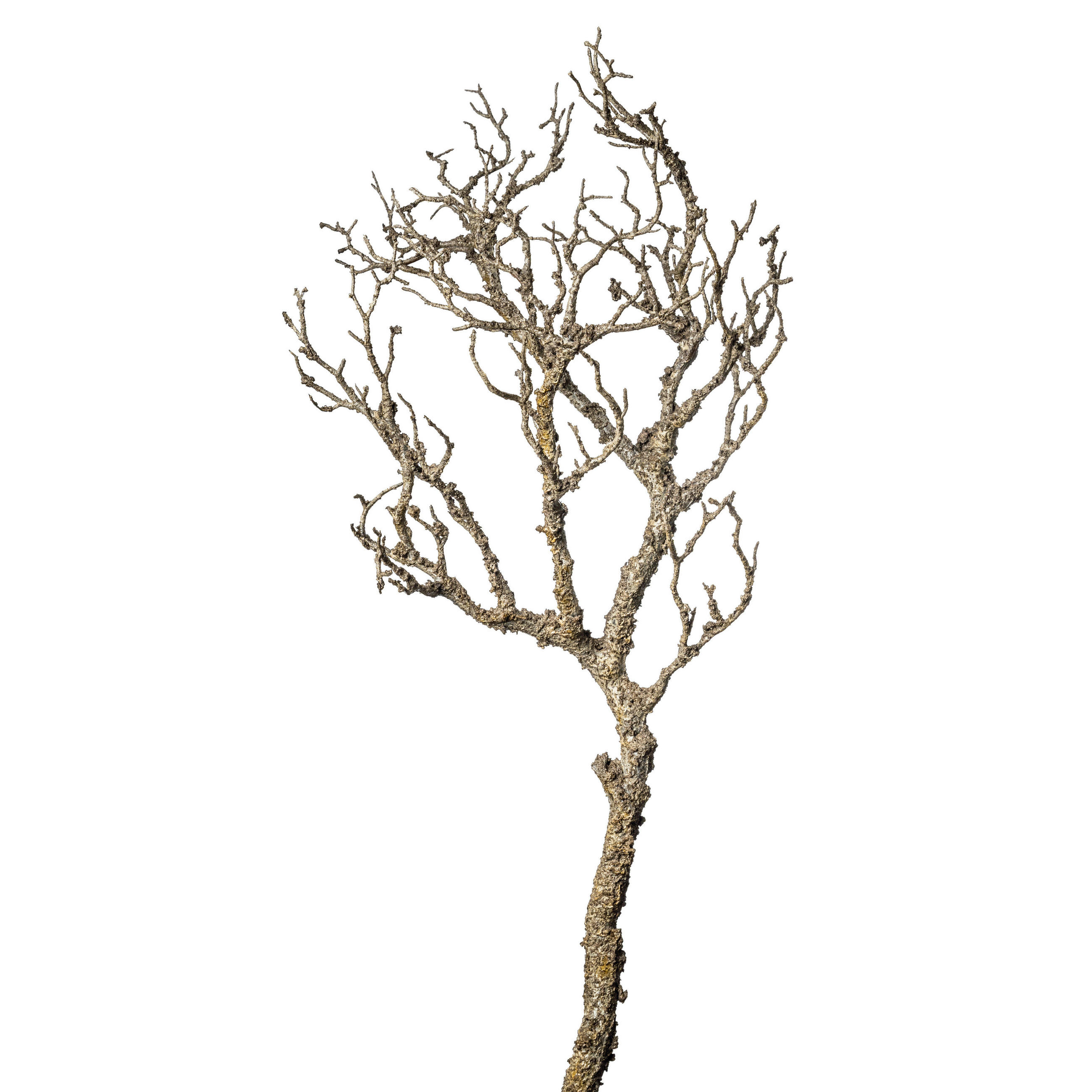 XXXLutz Dekozweig Braun 95 cm