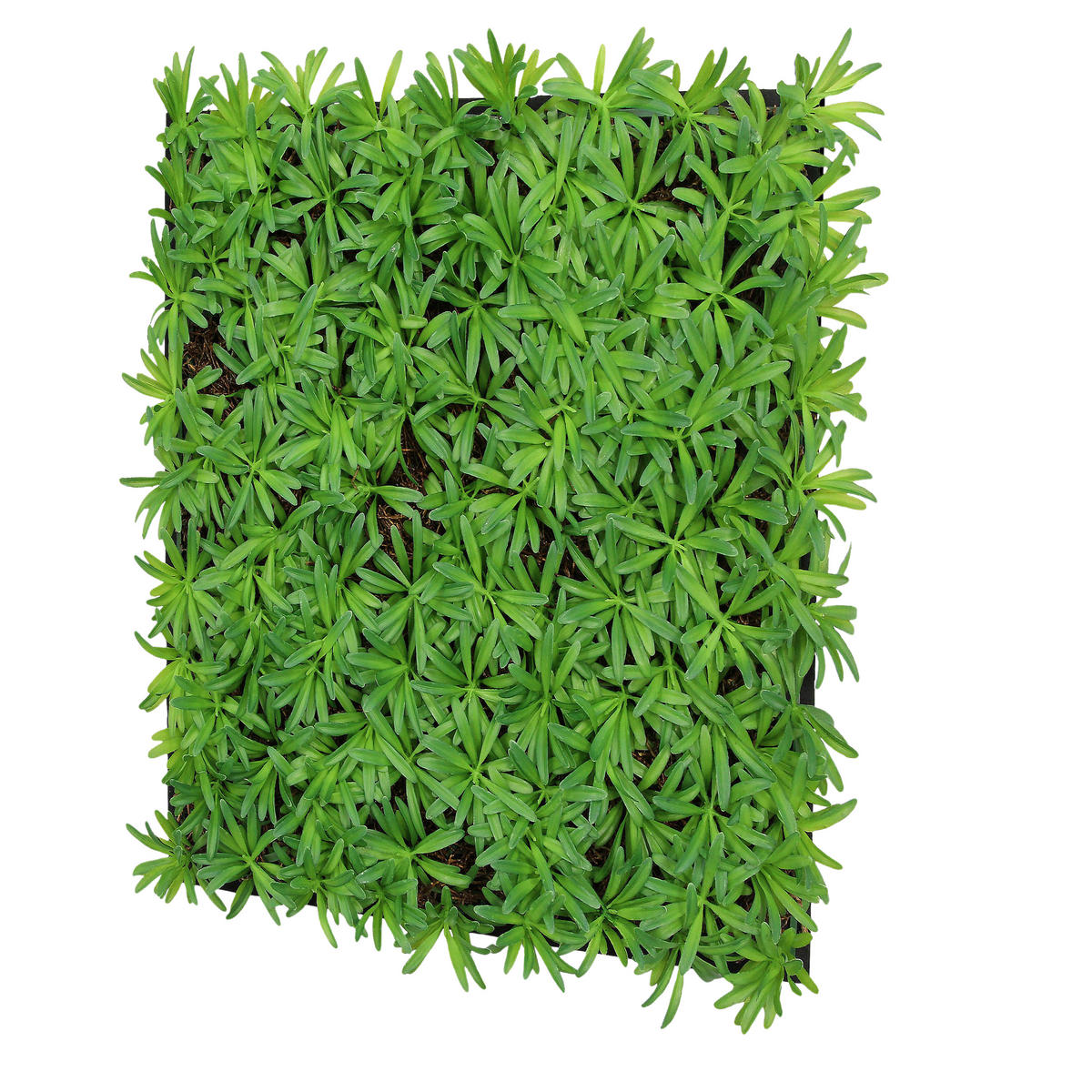 AKUSTIKPANEEL Modular Wall System Nature Design Flora 52/52/5 cm  - KONVENTIONELL (52/52/5cm) - Jangal