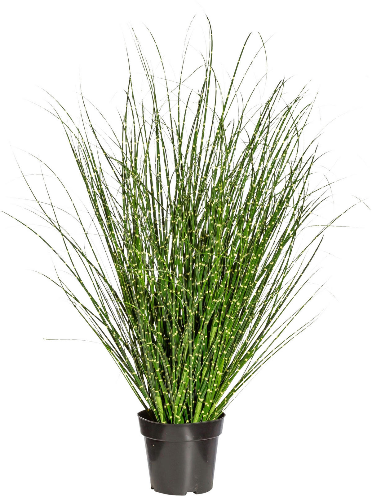 KUNSTPFLANZE Schilfgras 110 cm  - Gelb/Schwarz, Design, Kunststoff (110cm) - P & B