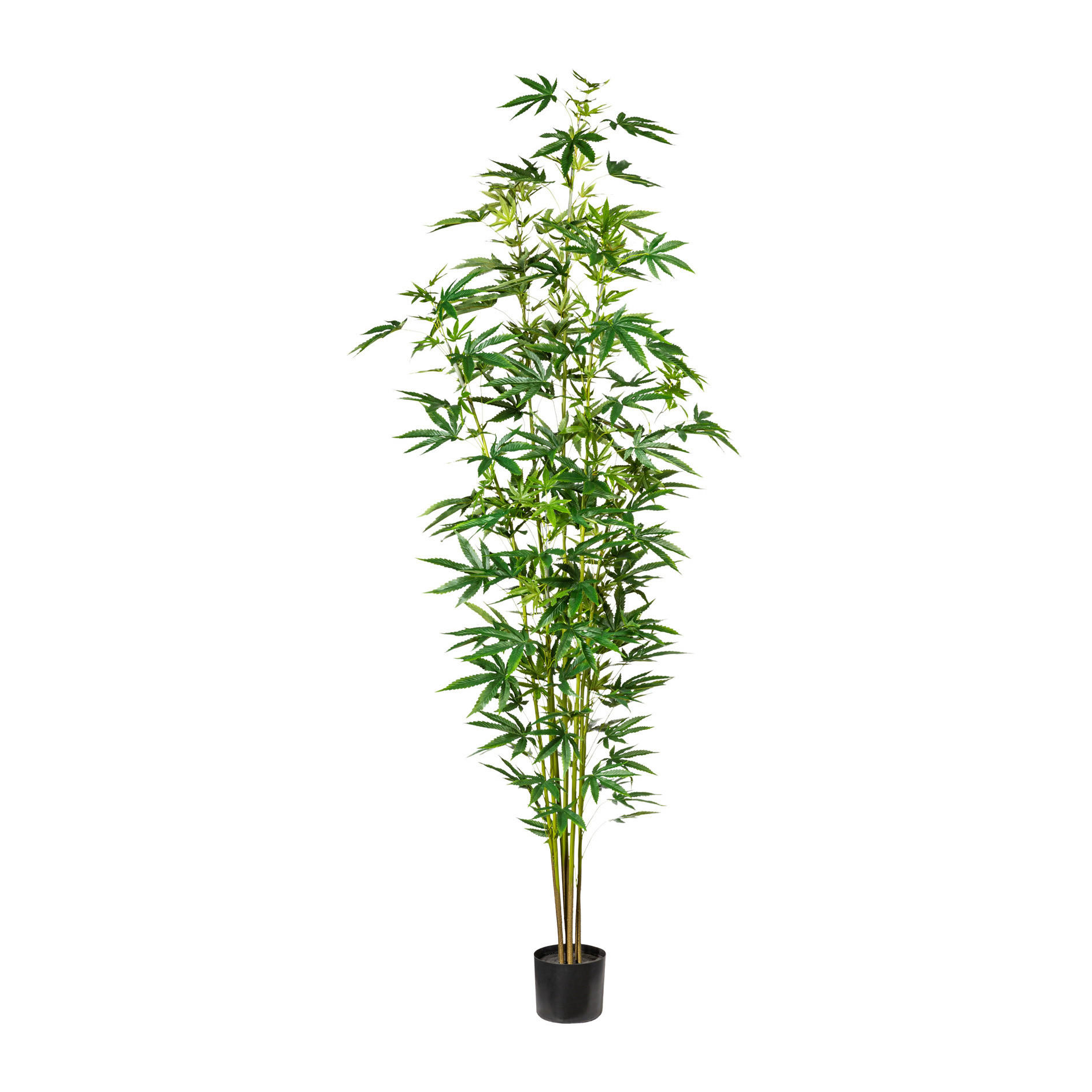 KUNSTPFLANZE Zierhanf 210 cm  - Schwarz/Braun, Design, Kunststoff (210cm) - P & B