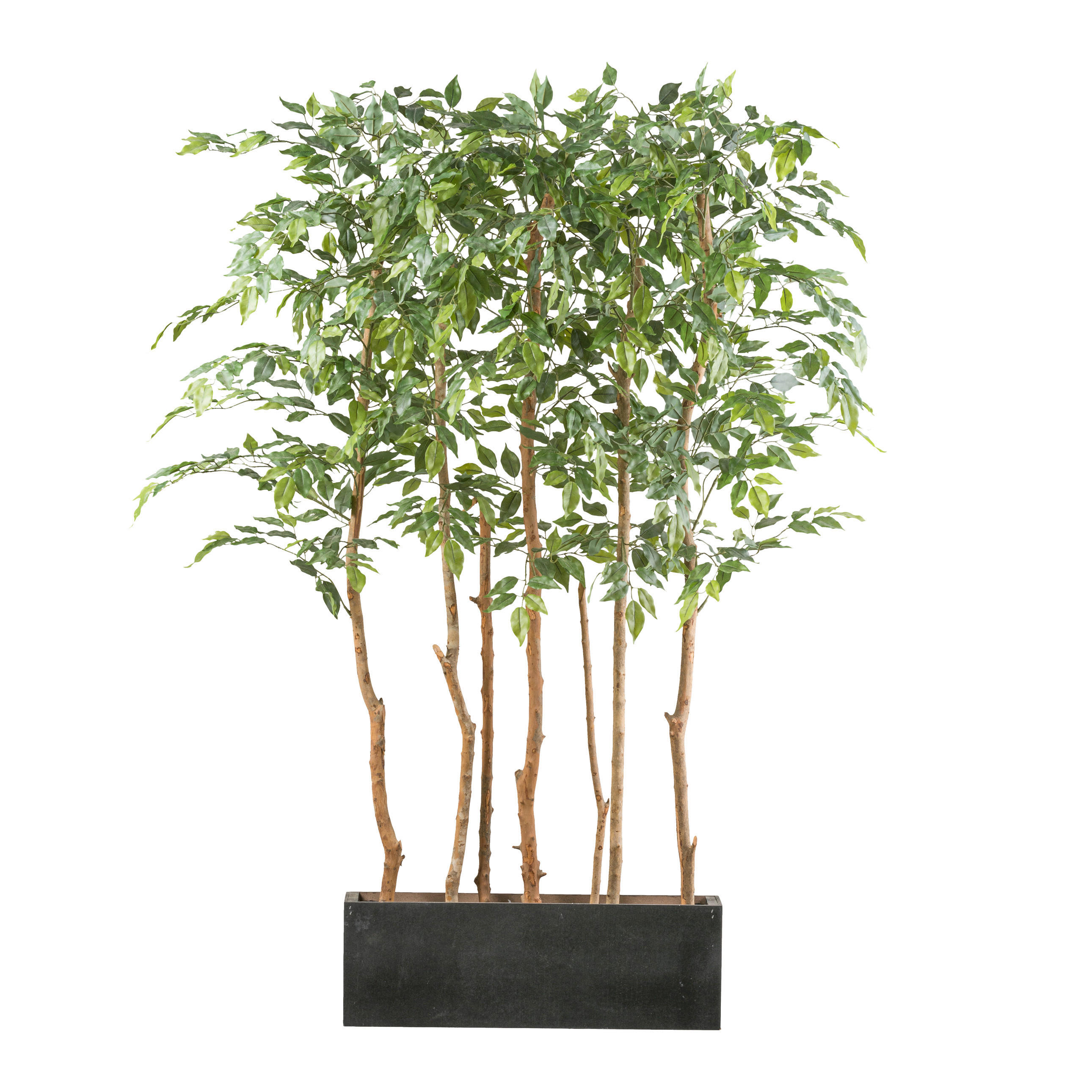 KUNSTPFLANZE Ficus Benjamina 160 cm  - Schwarz/Braun, Design, Holz/Kunststoff (160cm) - P & B